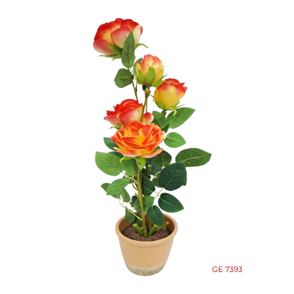 Potted Rose Plant Miguel Moses